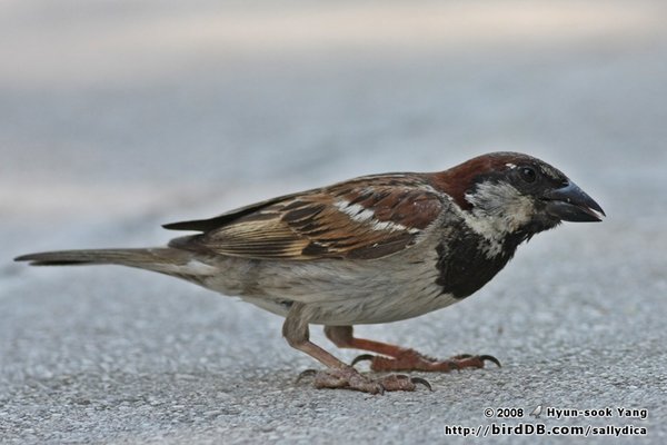 House Sparrow(집참새) 암,수