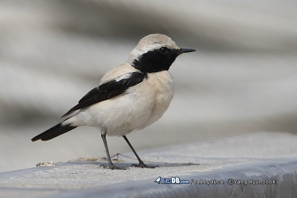 검은꼬리사막딱새 (Desert Wheatear)