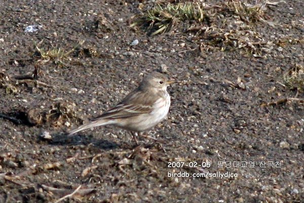 옅은밭종다리 / water pipit