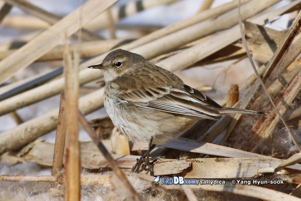 옅은밭종다리 / water pipit