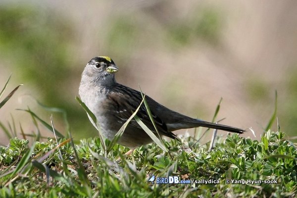 미등록(미기록)종 Golden-crowned sparrow