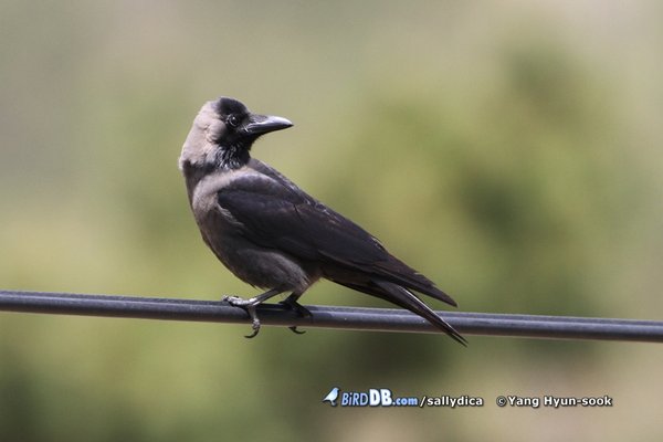 미등록(미기록) House Crow