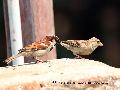 House Sparrow(집...