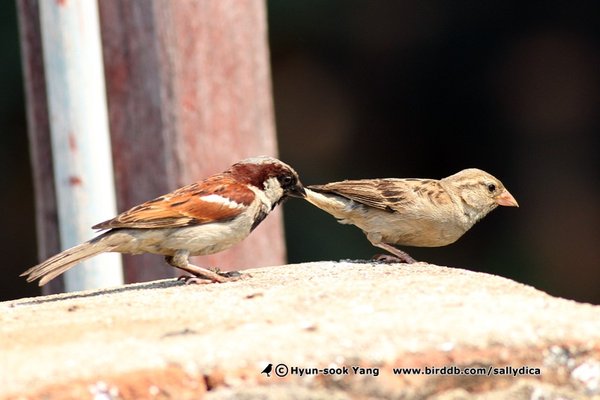House Sparrow(집참새)