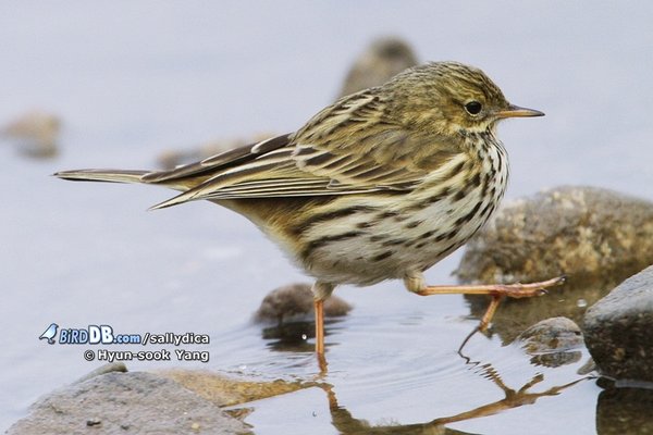 풀밭종다리 / Meadow Pipit