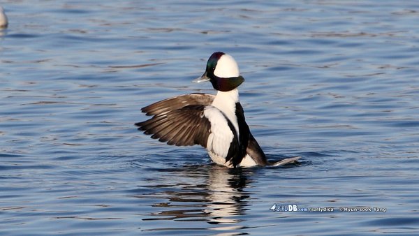 미등록(미기록)Bufflehead