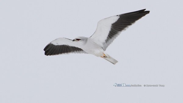 미등록(미기록)종 Black-winged Kite