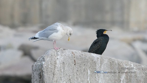 작은재갈매기 / Thayer\'s Gull