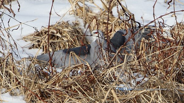 미등록(미기록) Black-winged Kite