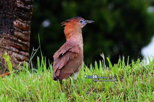 Malaysian Night Heron...