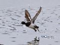 LESSER SCAUP