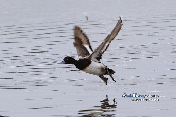 LESSER SCAUP