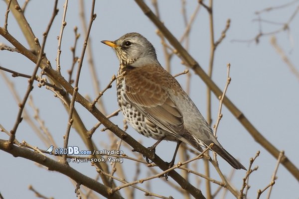 회색머리지빠귀 Fieldfare
