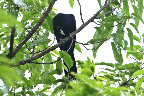 검은뻐꾸기 (Asian Koel)