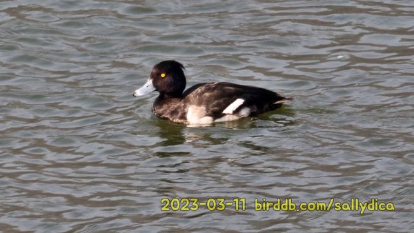 댕기흰죽지 (hybird)