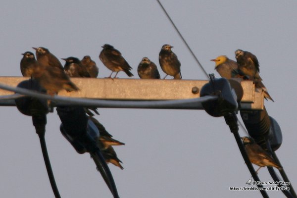 [미기록#5] 붉은부리찌르레기(Silky Starling)