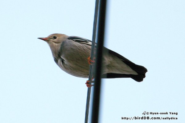미등록(미기록)붉은부리찌르레기(Silky Starling)