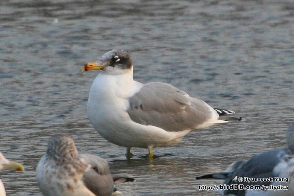 Great Black-headed / Pallas\'s Gull