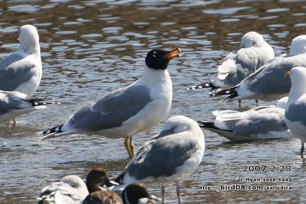 큰검은머리갈매기(가칭) Great Black-headed / Pallas\'s G