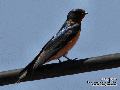 붉은배제비(hirundo rustica ...