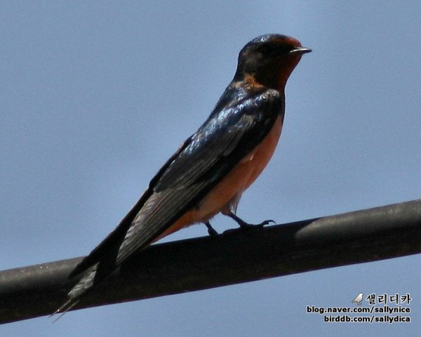 붉은배제비(hirundo rustica tytleri )