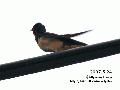 붉은배제비(hirundo rustica ...