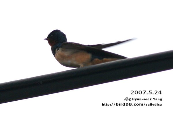 붉은배제비(hirundo rustica tytleri )