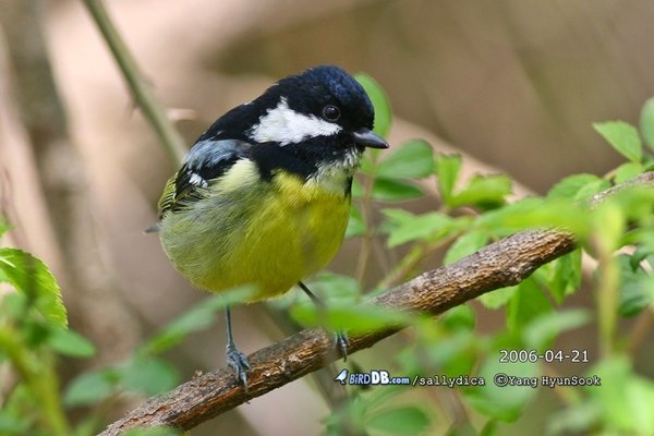 Yellow-bellied Tit  (가칭:노랑배진박새)
