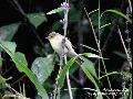 Willow Warbler (가칭:연노랑...