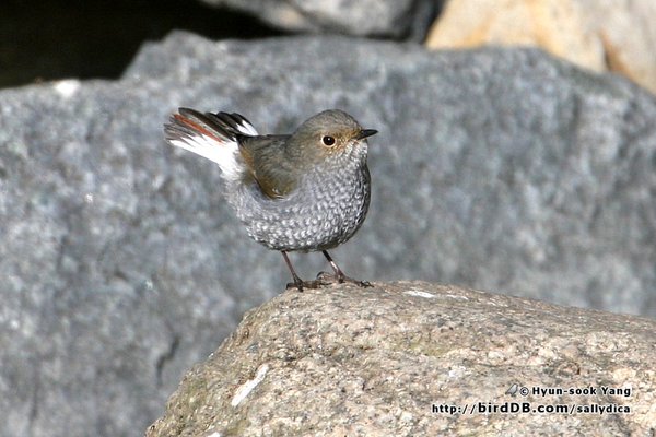 미등록(미기록)Plumbeous Water Redstart (부채꼬리바위딱새)