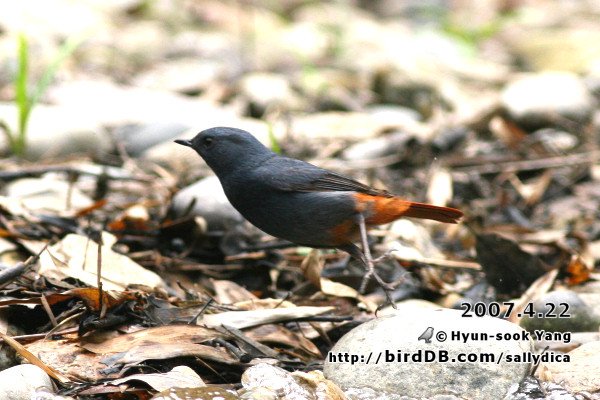미등록(미기록)Plumbeous Water Redstart (부채꼬리바위딱새)