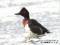 Ferruginous Duck