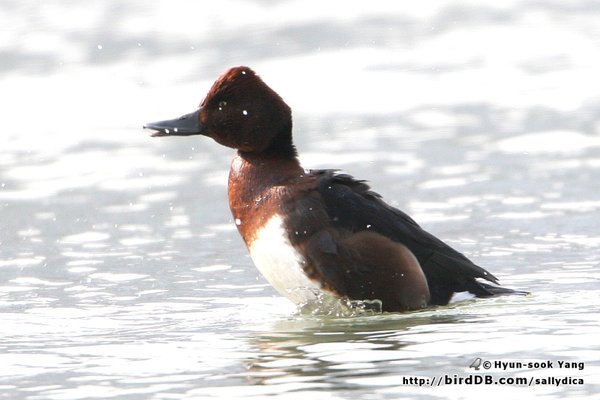 Ferruginous Duck
