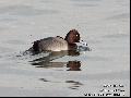 Ferruginous Duck+흰죽지(잡종)