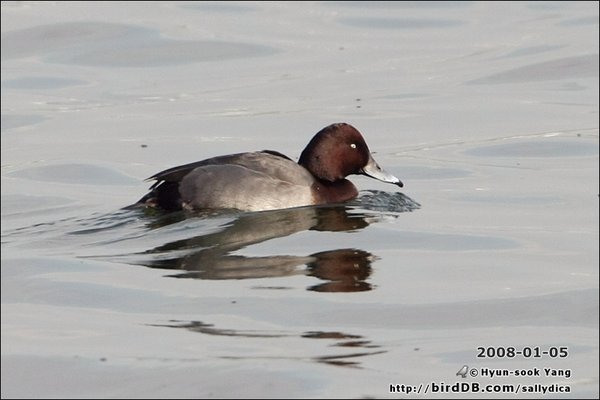 Ferruginous Duck+흰죽지(잡종)