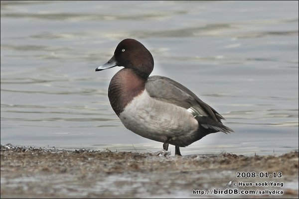 Ferruginous Duck+흰죽지(잡종)