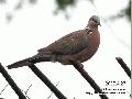 목점박이비둘기(Spotted Dove)