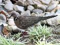 목점박이비둘기(Spotted Dove)