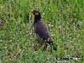 Common Myna