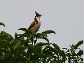 Red-whiskered Bulbul