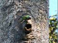 Rose-ringed Parakeet