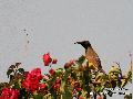 Olive-backed Sunb...