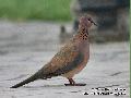 Laughing Dove