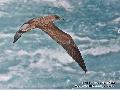 Cory\'s Shearwate...