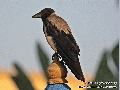 Hooded Crow