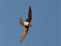 Alpine Swift