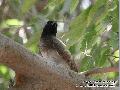 Common Bulbul