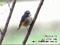 선정릉탐조(3월29일)
