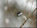 눈 내리는 아침 - 쇠박새