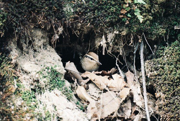 숲새